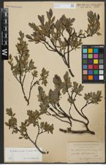 Foto von Salix arbuscula L.